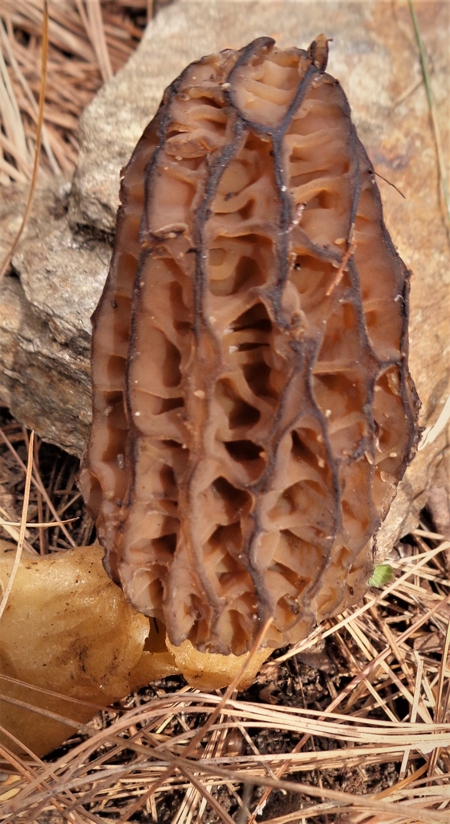 Photo of Morchella eximia CBS 144461 v1.0