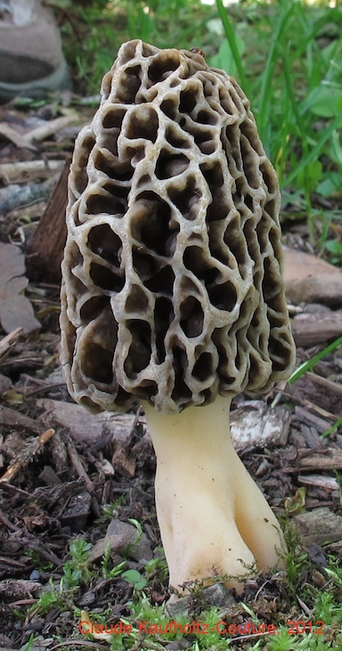 Photo of Morchella prava Mes-7 v1.0