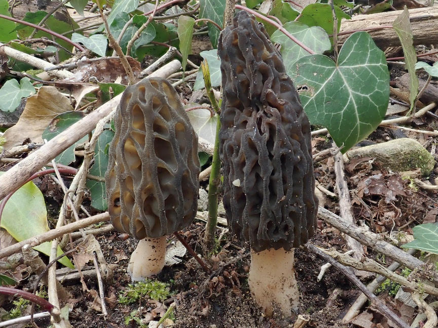 Photo of Morchella pulchella NRRL 53822 v1.0