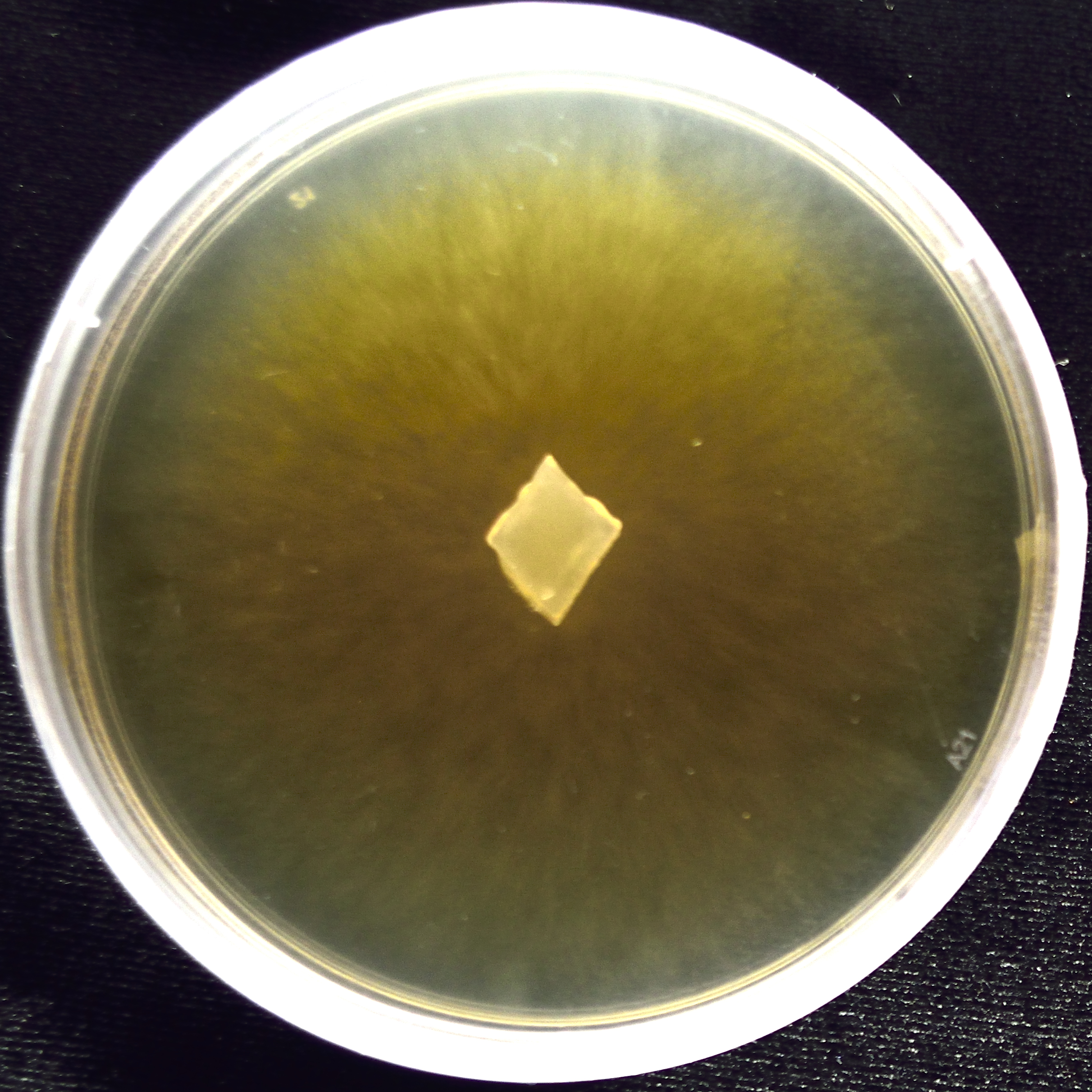 8 day old Lunasporangiospora selenospora KOD1015 grown on MEA+YE media. Image by Julian Liber.