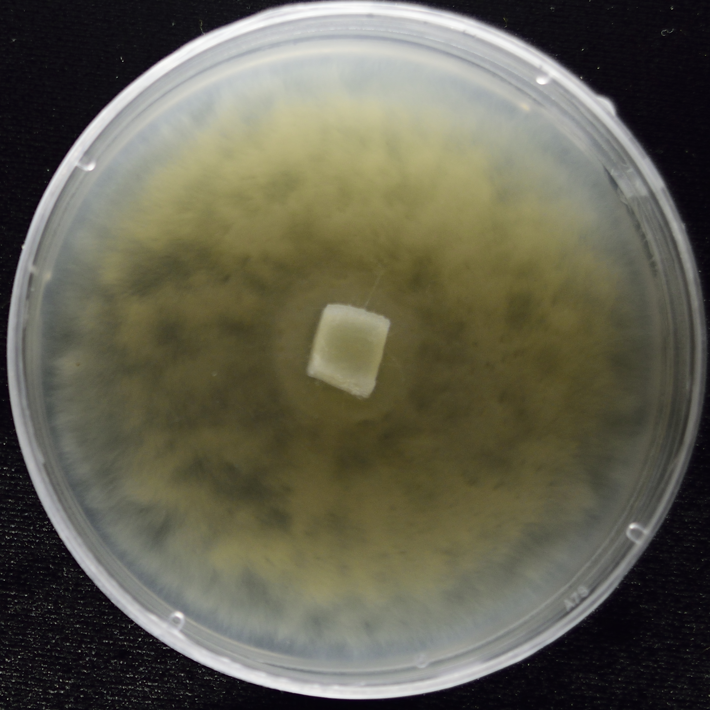 8 day old Lunasporangiospora selenospora KOD1015 grown on PDA/2+YE media. Image by Julian Liber.