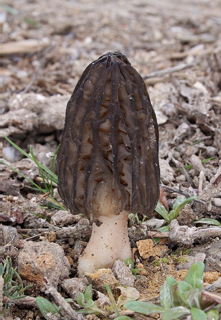 Photo of Morchella septentrionalis NRRL 54509 v1.0