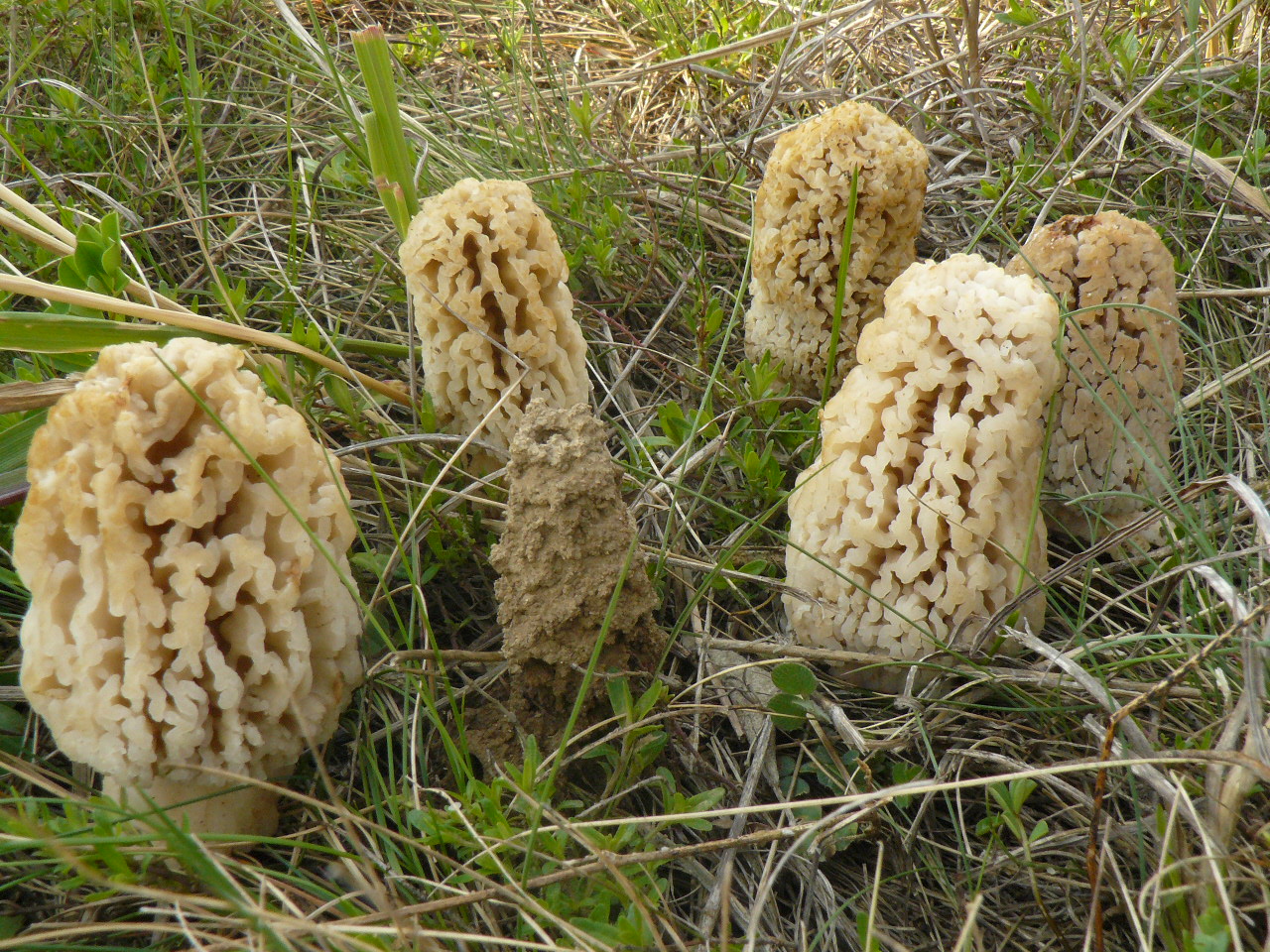 Photo of Morchella steppicola PhC 289 v1.0