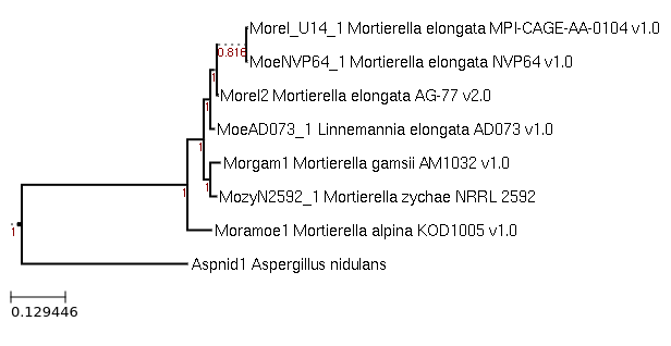 Photo of Linnemannia zychae NRRL 2592