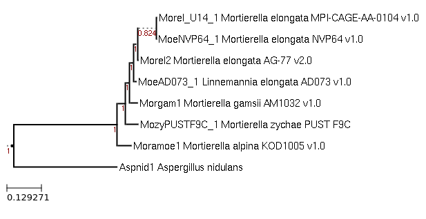 Photo of Linnemannia zychae PUST F9C