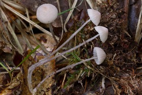 Mycena albidolilacea
