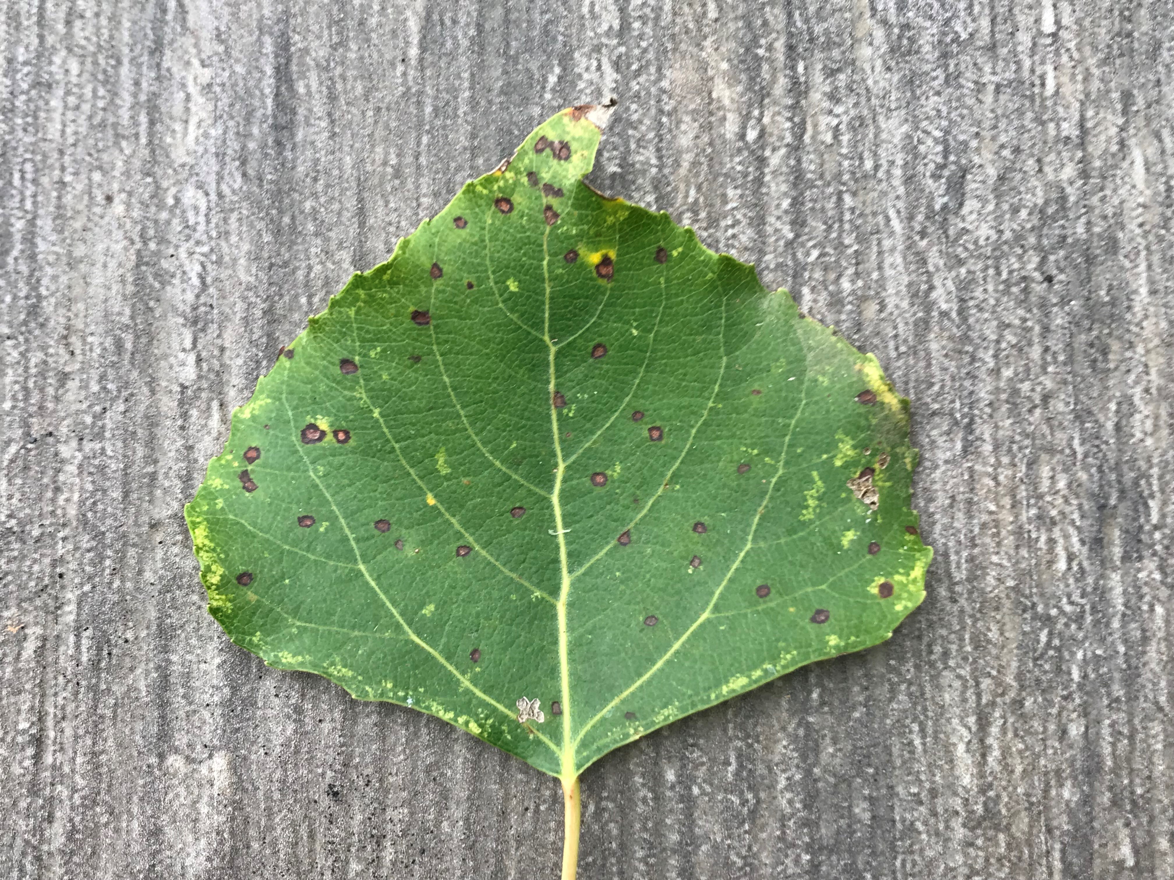 Mycosphaerella populi on black poplar