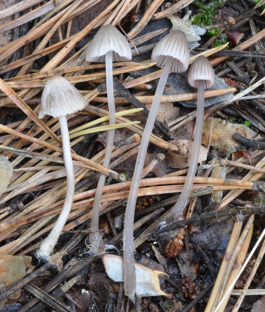 Mycena capillaripes