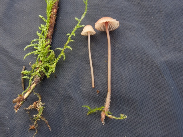 Mycena sanguinolenta