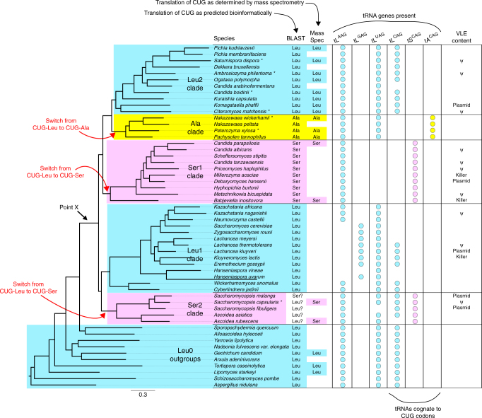 Phylogenetic position of Nakazawaea wickerhamii.