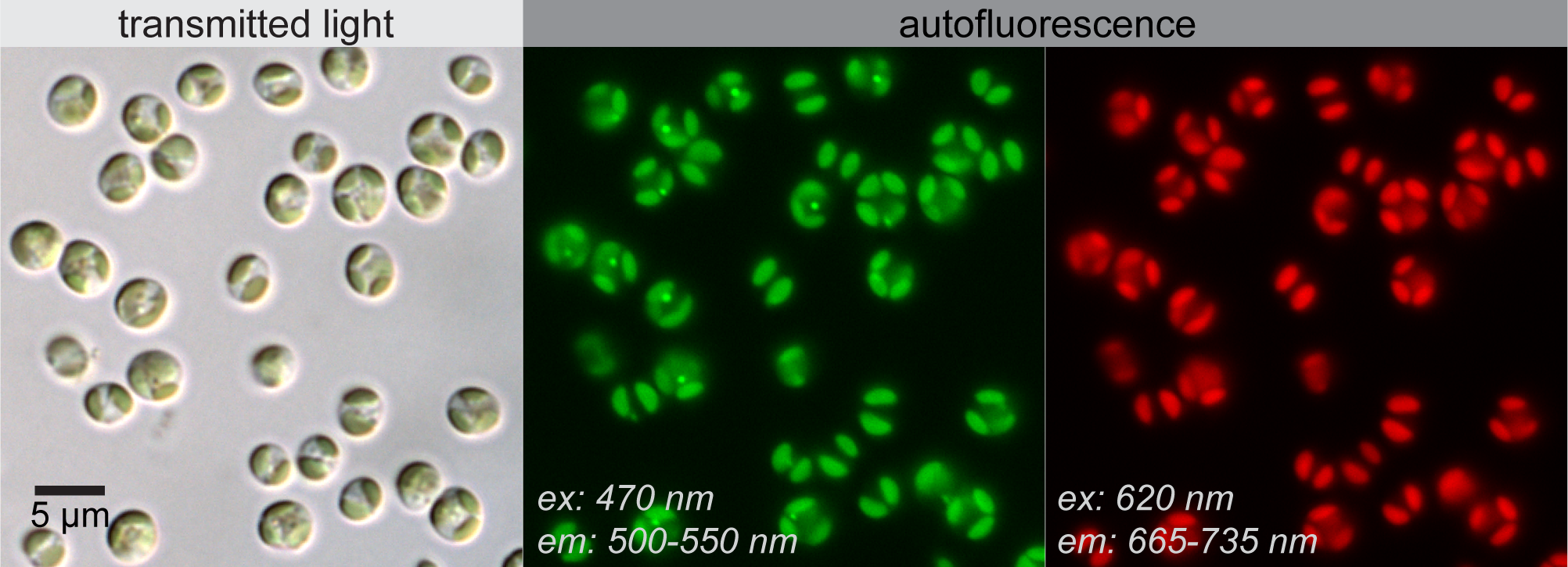 Nannochloropsis oceanica CCMP1779