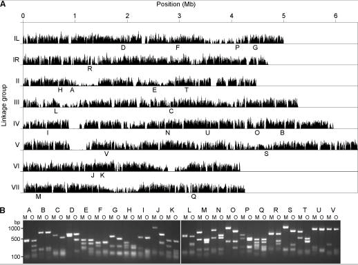 SNP map of N. crassa MV (“M”) compared to the OR74A (“O”) reference genome