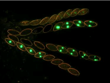  4:4 segregation of spores for the GFP phenotype