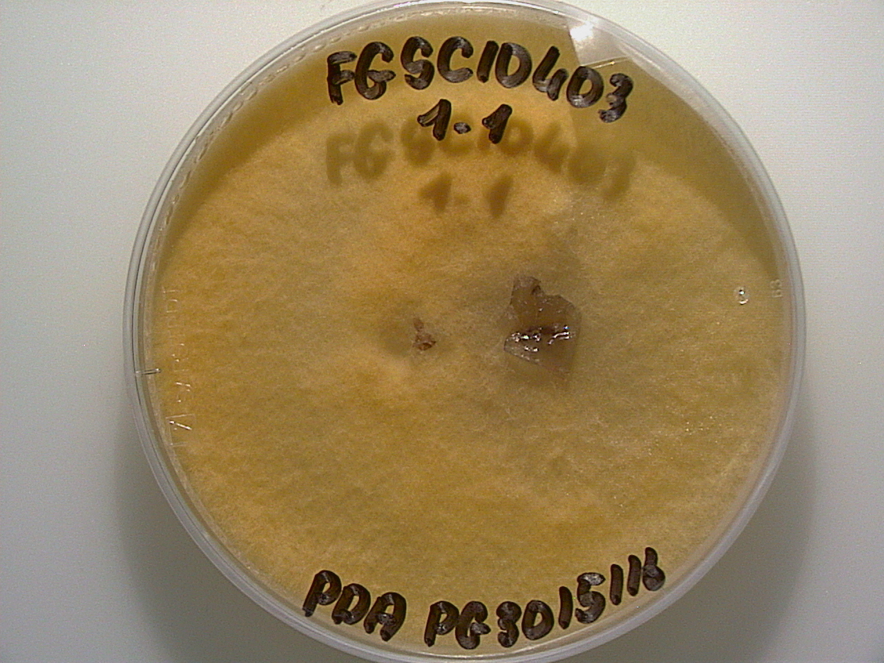 Neurospora hispaniola growing in the lab.