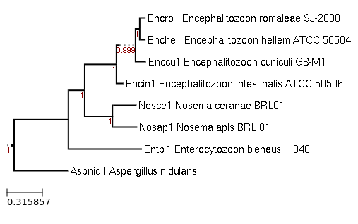 Photo of Nosema apis BRL 01