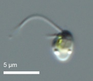 Ochromonadaceae sp. CCMP2298
