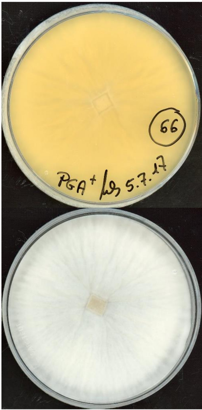 Oliveonia pauxilla growing in the lab.