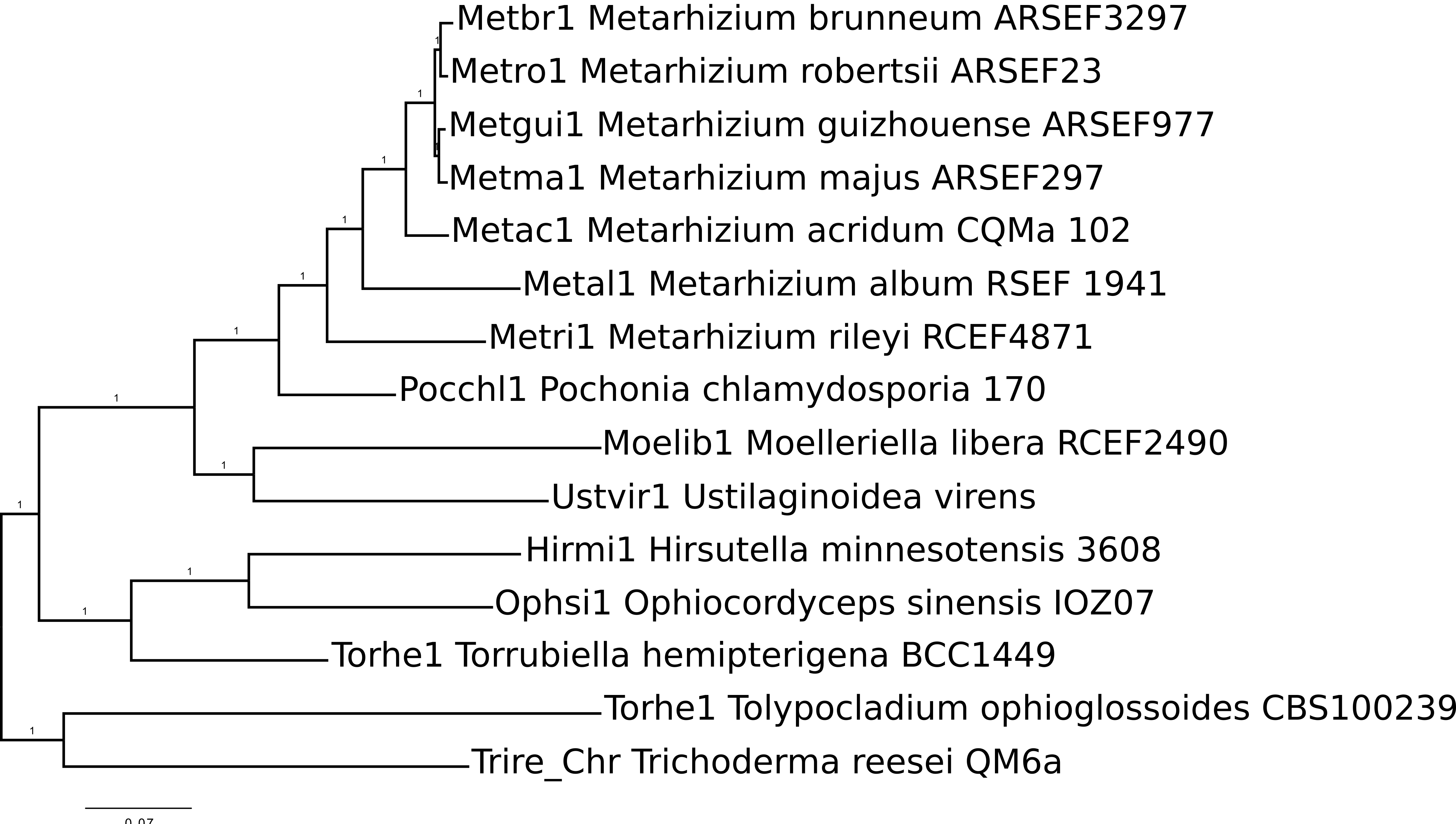 Photo of Ophiocordyceps sinensis IOZ07