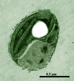 Ostreococcus tauri RCC1115

