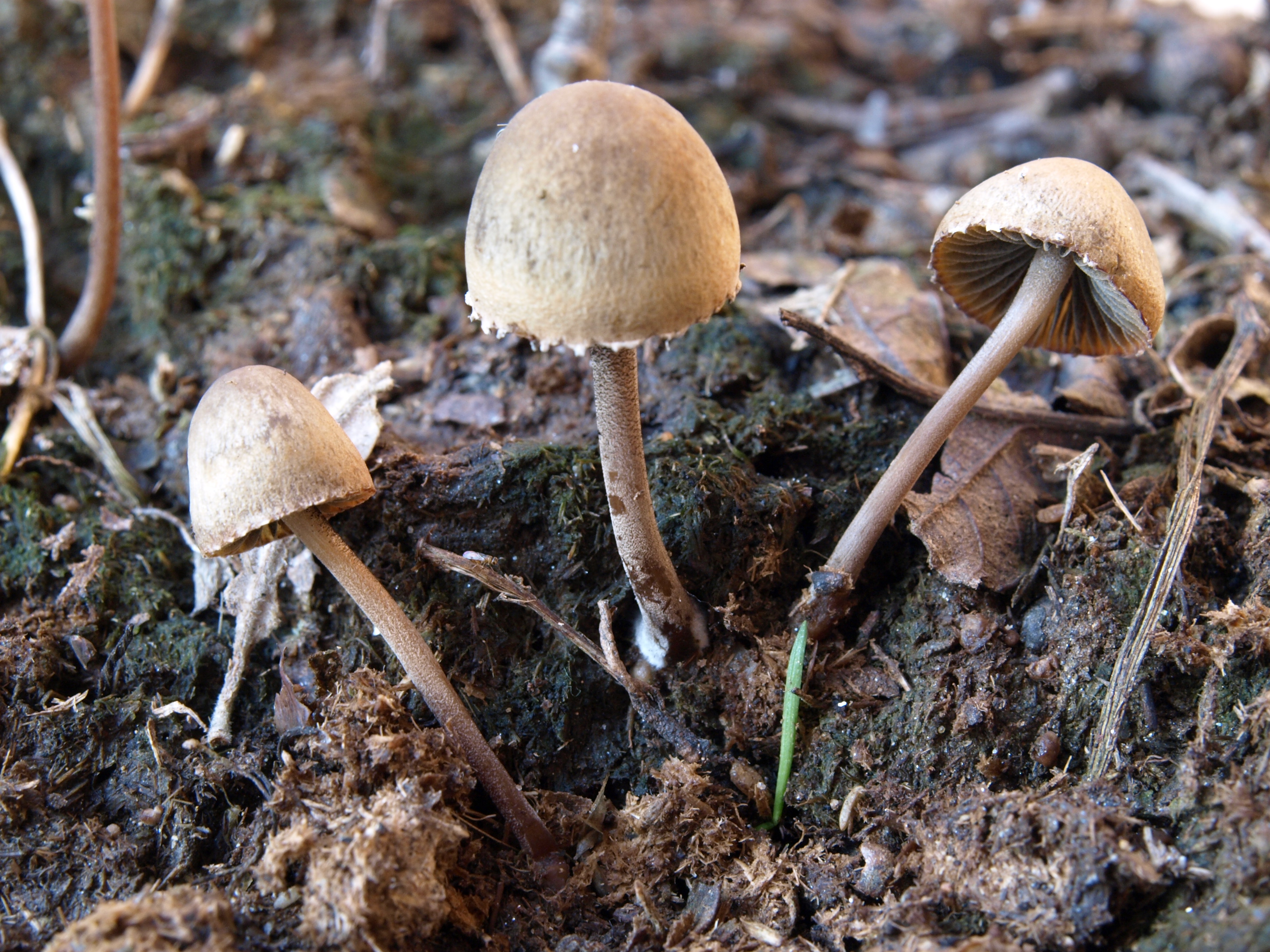 Panaeolus papilionaceus by José María Barrasa