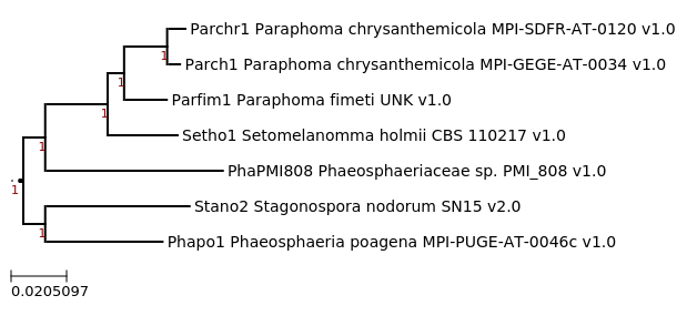 Maximum-Likelihood phylogeny generated by FastTree for Paraphoma fimeti UNK and related species