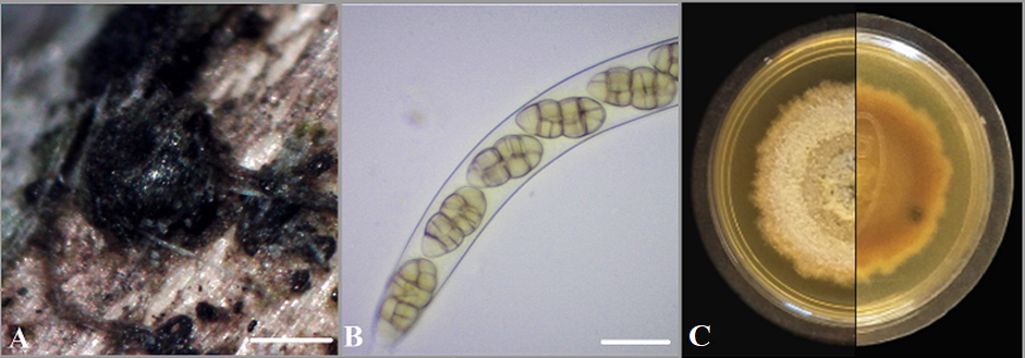 Parafenestella ontariensis.