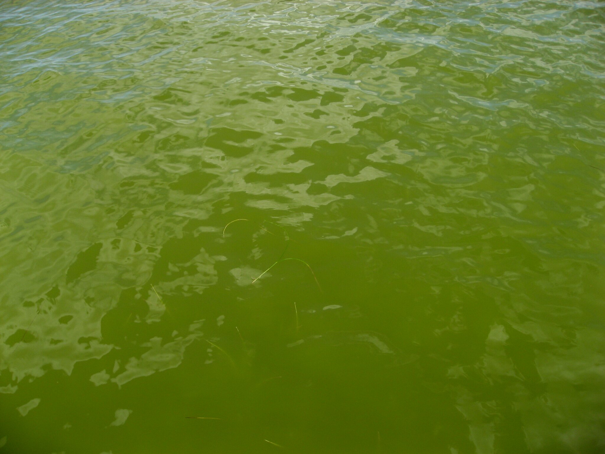 Pedinophyceae Bloom, Indian River Lagoon, Home Point, Brevard
County, June 3, 2011 [Image credit: FWC Fish and Wildlife Research
Institute via <a
href="https://www.flickr.com/photos/myfwc/6442818691"
target="_new">Flickr</a>; <a
href="https://creativecommons.org/licenses/by-nc-nd/2.0/"
target_new="">CC BY-NC-ND 2.0</a>]