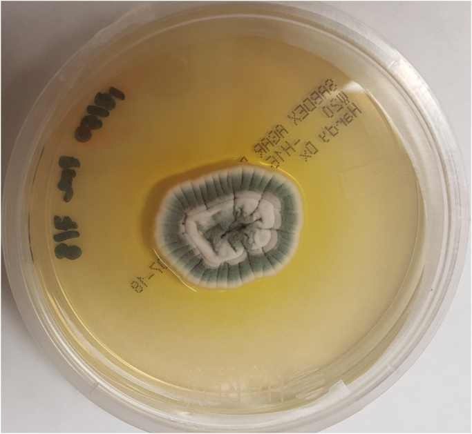 P. citrinum colony growth after 4 days of incubation on Sabouraud dextrose agar at 27 °C.