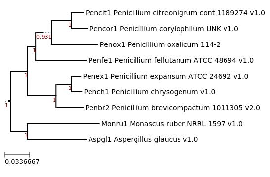 Maximum-Likelihood phylogeny generated by FastTree for Penicillium corylophilum UNK and related species