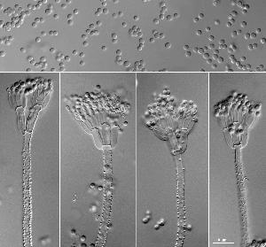 Penicillium raistrickii