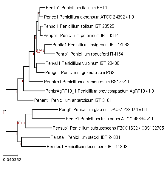 Photo of Penicillium roqueforti FM164