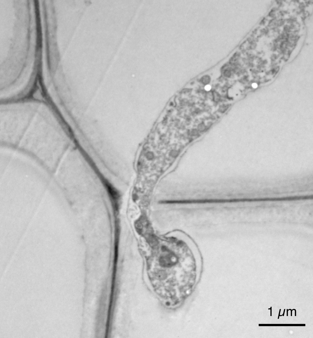 Photo of Perenniporia fraxinea SS3