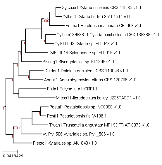 Photo of Pestalotiopsis fici W106-1