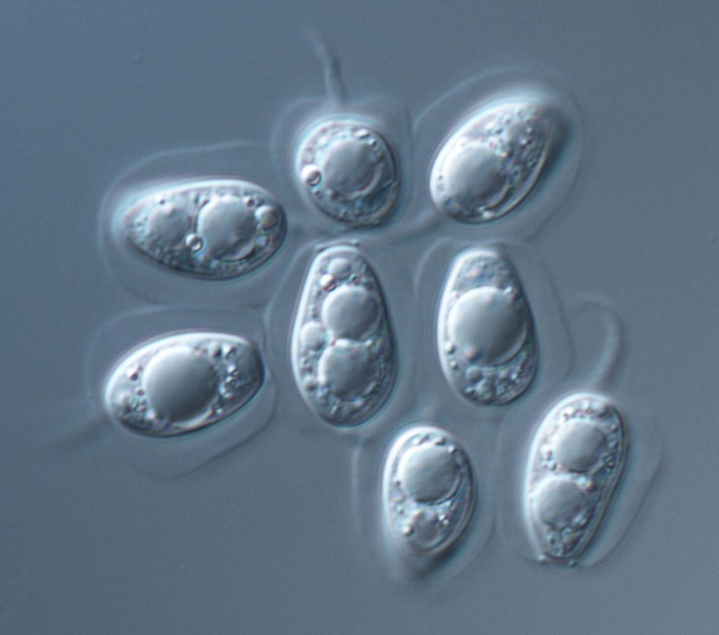 Conidia of Phyllosticta capitalensis CBS 117118.