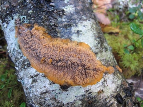 Phlebia radiata on birch