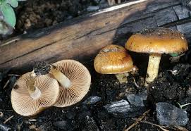 Photo of Pholiota molesta CBS 144467 v1.0