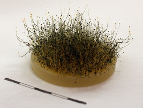 The asexual sporangiophores of Phycomyces blakesleeanus strain UBC1 are far shorter than those that usually reach 10-15 cm in height.  Scale = 5 cm.  Image provided by Alexander Idnurm.