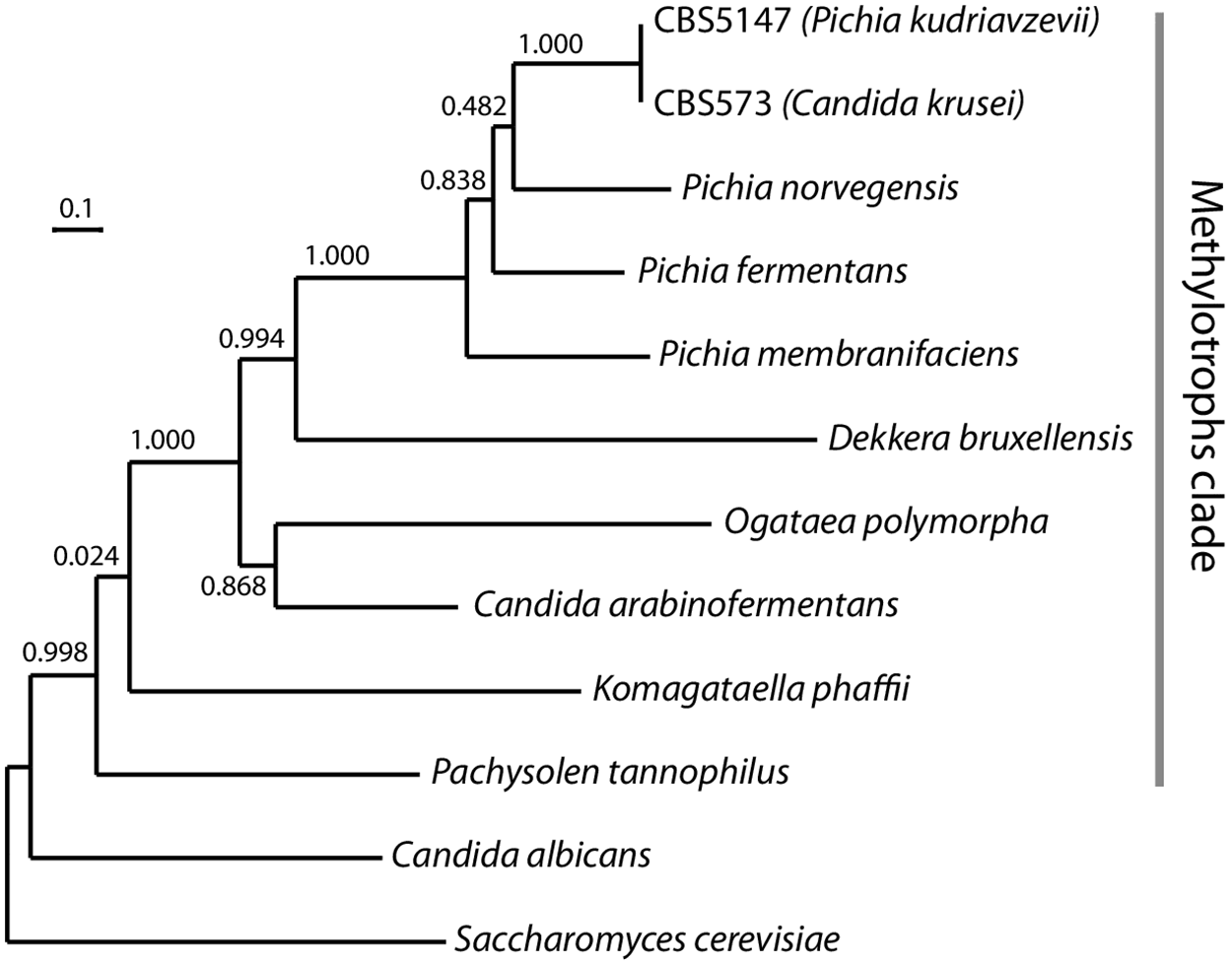 Phylogenetic position of P. kudriavzevii.