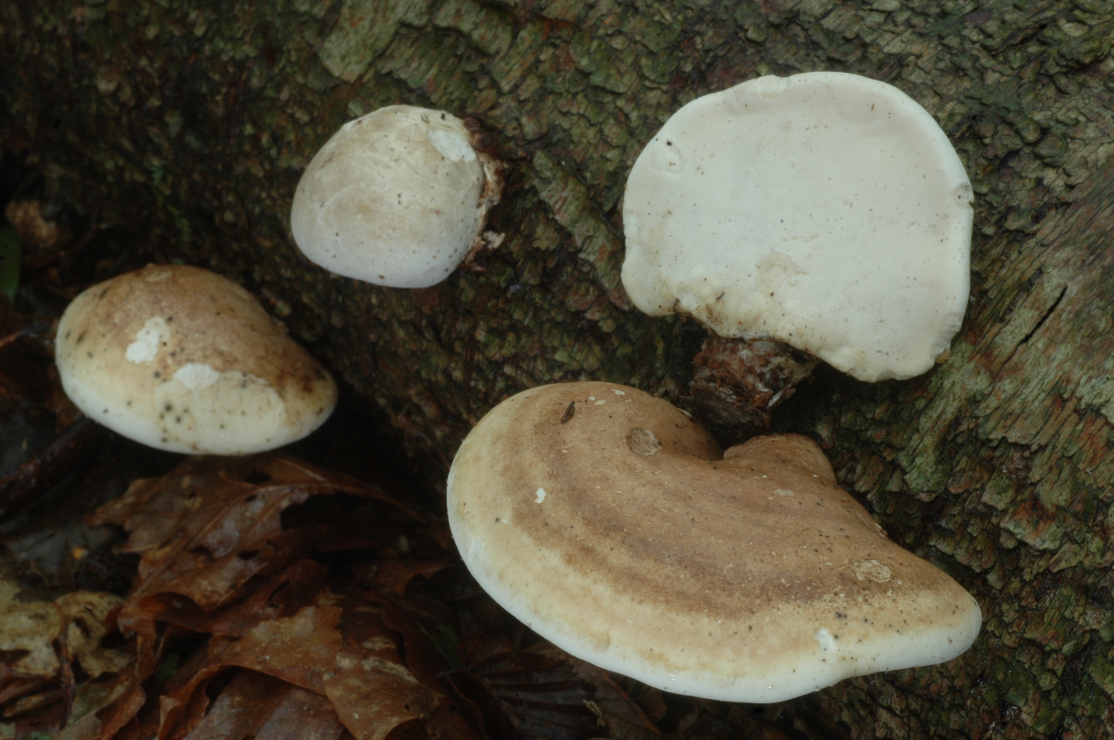 Fomitopsis betulina by Pierre-Arthur Moreau, Université de Lille, France