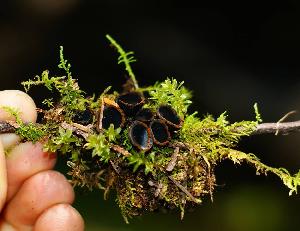 Plectania melastoma