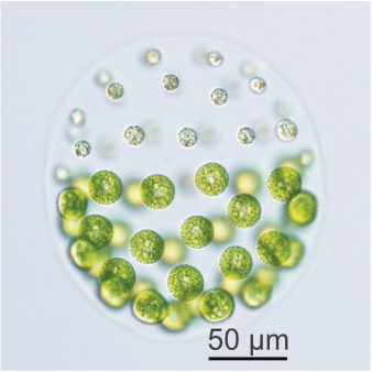 Photo of Pleodorina starrii NIES-4481 (female) asexual colonies
from Dr. Kohei Takahashi.