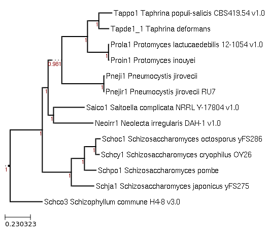 Photo of Pneumocystis jirovecii RU7