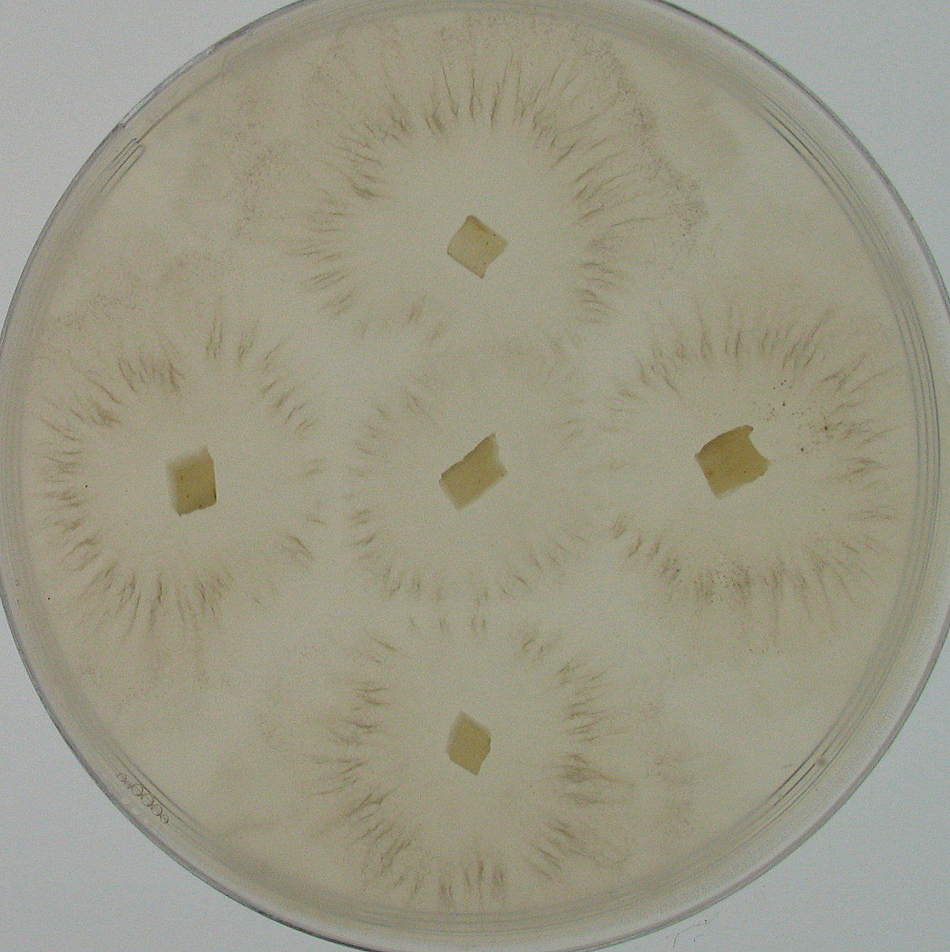 Podospora australis