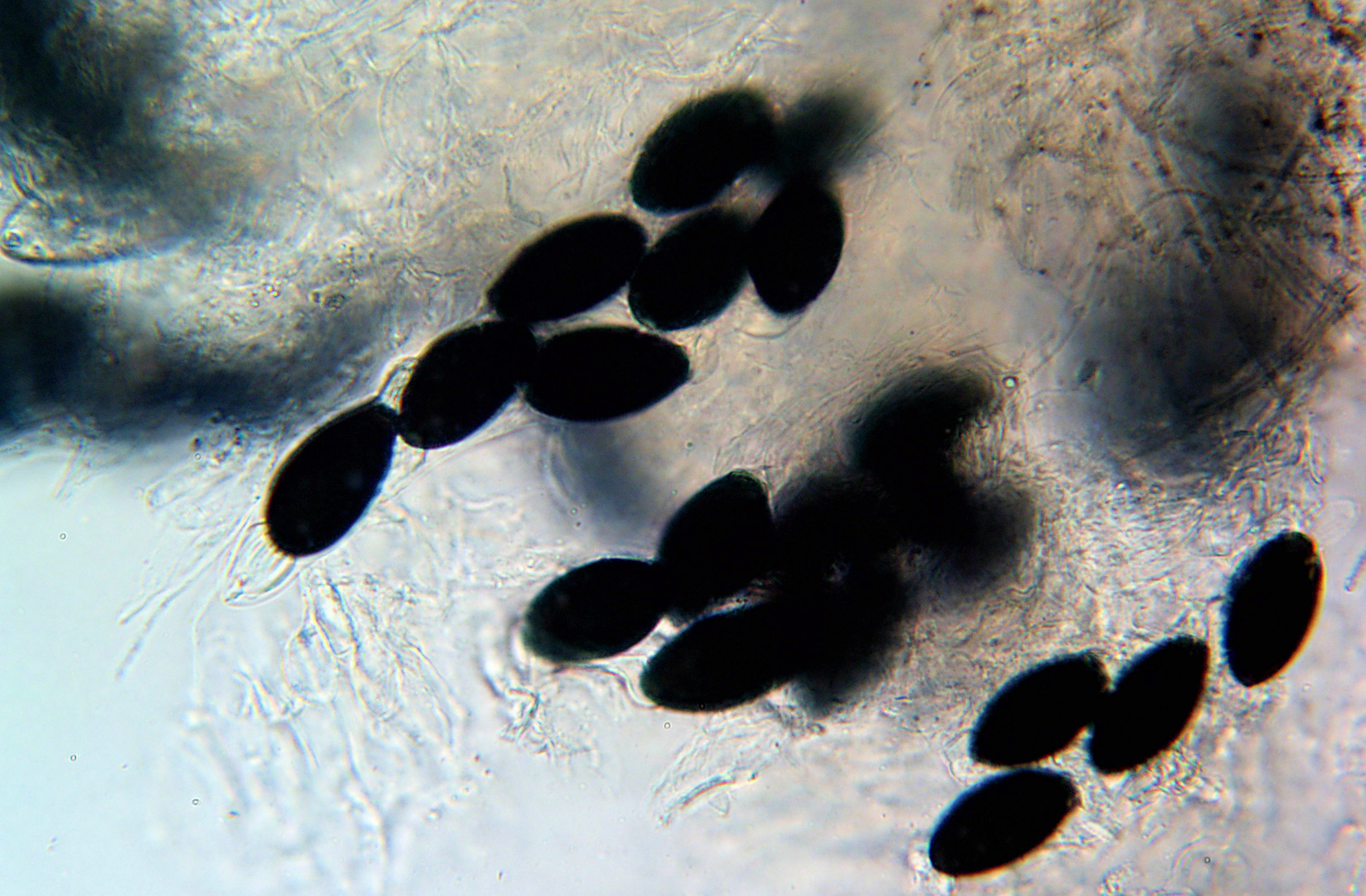 Podospora decipiens PSN293