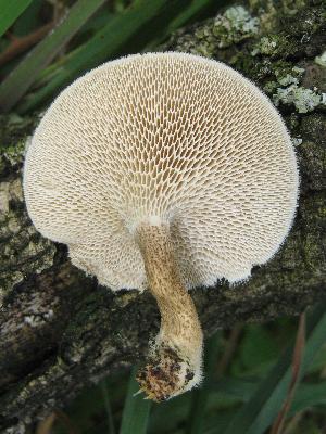 Photo of Polyporus arcularius v1.0