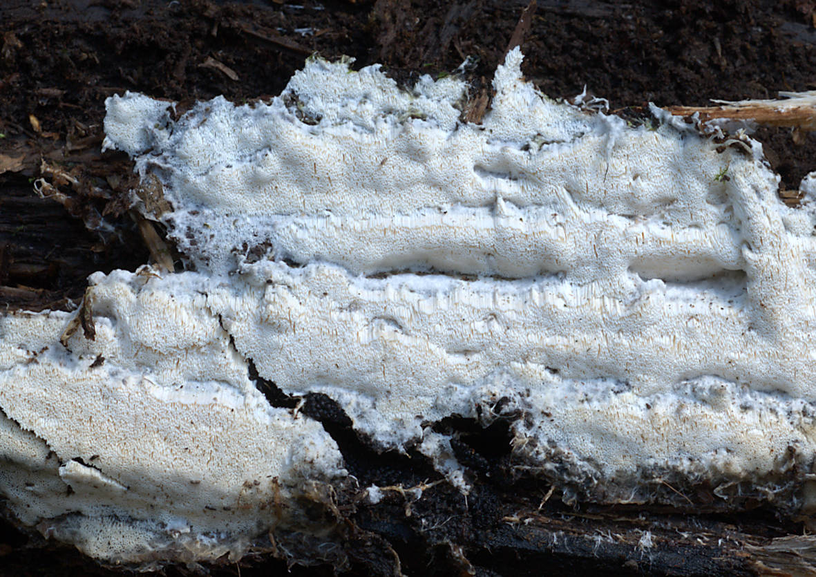 Porpomyces mucidus on birch