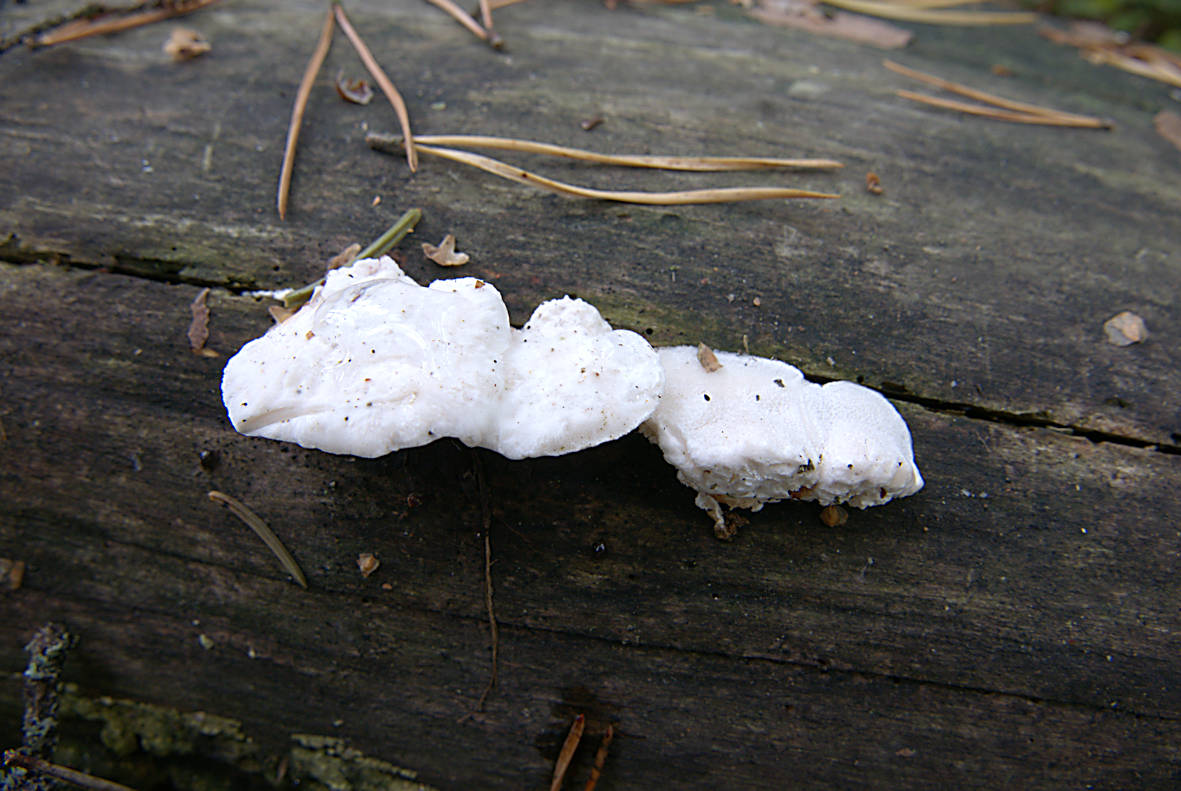 Postia stiptica fruiting on fallen spruce