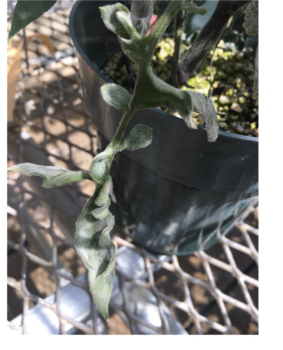 Greenhouse grown tomato infected by Pseudoidium neolycopersici.