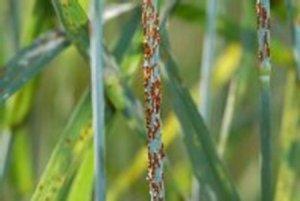 Photo of Puccinia graminis f. sp. tritici v2.0