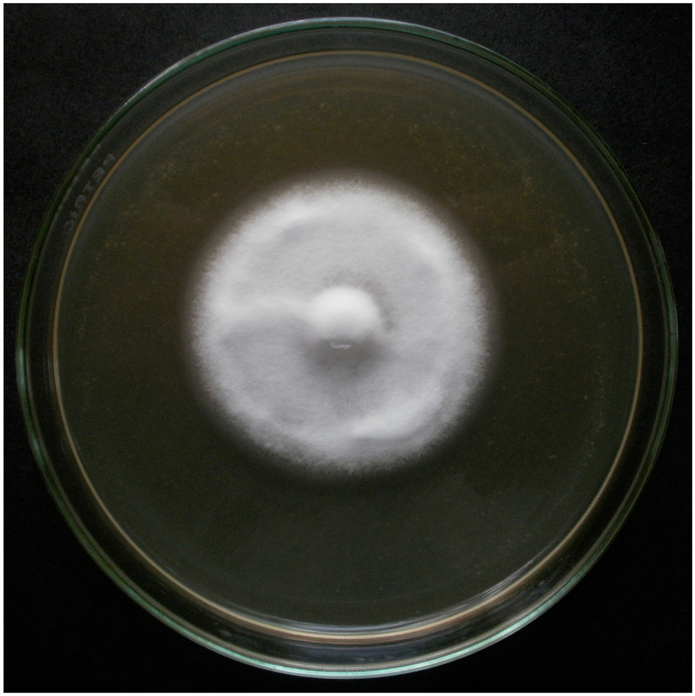 UdeA0106 on Extract Malt Agar after 14 days of growth. Image Credit: Nadya Cardona 